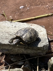 Trachemys scripta