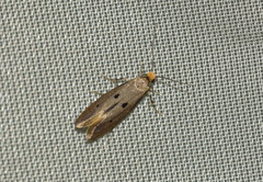 Tinea trinotella