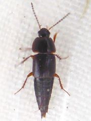 Tachinus rufipes