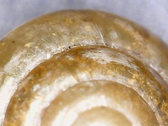 Euconulus fulvus
