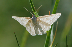 Scopula ternata
