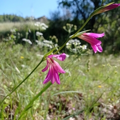 Gladiolus italicus