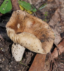 Russula neerimea