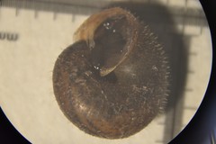 Pseudotrichia rubiginosa