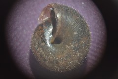 Pseudotrichia rubiginosa