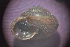 Pseudotrichia rubiginosa