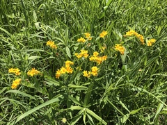 Lithospermum canescens