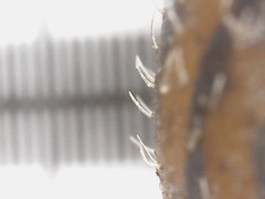 Pseudotrichia rubiginosa