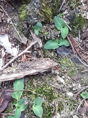 Chiloglottis reflexa