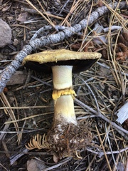 Agaricus moronii