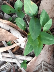 Chiloglottis reflexa