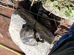 Trachemys scripta