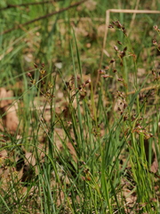 Luzula forsteri