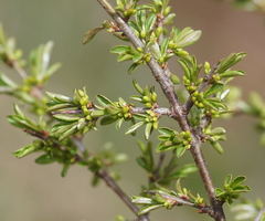 Rhamnus saxatilis