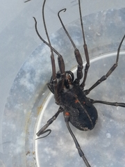 Zachaeus