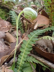 Pterostylis hispidula