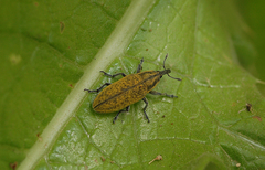 Lixus cardui