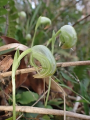 Pterostylis hispidula