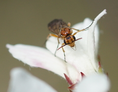 Hoplocampa