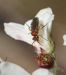 Hoplocampa