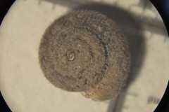 Pseudotrichia rubiginosa