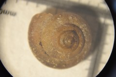 Hygromiidae