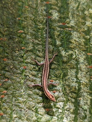 Cryptoblepharus virgatus
