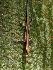 Cryptoblepharus virgatus