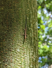 Cryptoblepharus virgatus