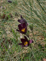 Pulsatilla rubra