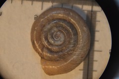 Anisus leucostoma