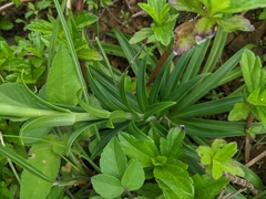 Lilium longiflorum scabrum
