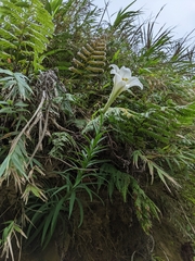 Lilium longiflorum scabrum