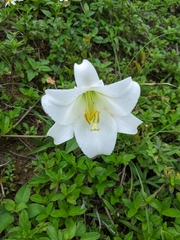 Lilium longiflorum scabrum