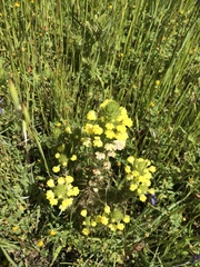 Castilleja rubicundula lithospermoides