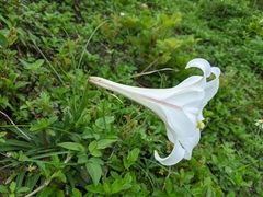 Lilium longiflorum scabrum