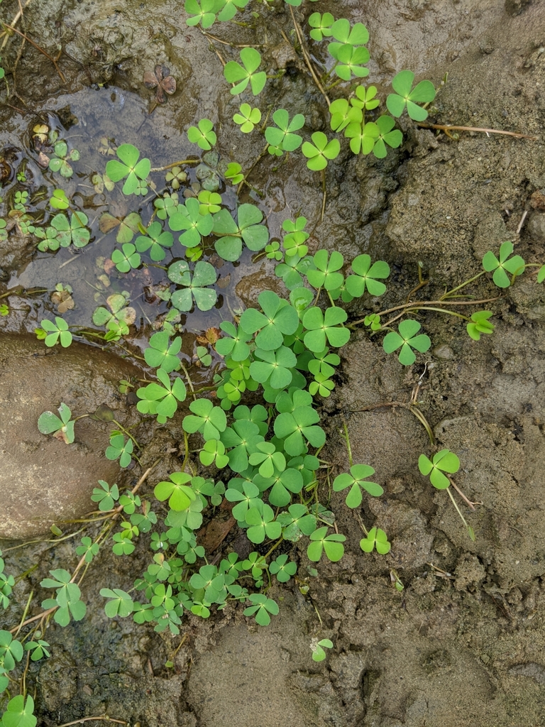 Leptosporangiate Ferns