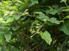 Vitis thunbergii