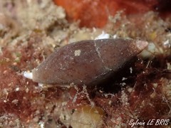 Episcomitra cornicula
