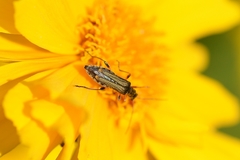Oedemera barbara