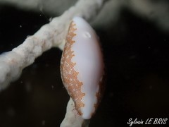 Simnia spelta