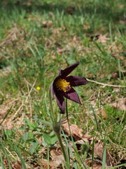 Pulsatilla rubra