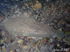 Solea senegalensis