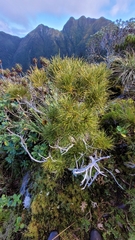 Olearia crosby-smithiana