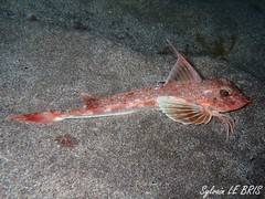 Chelidonichthys obscurus