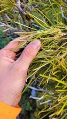 Olearia crosby-smithiana