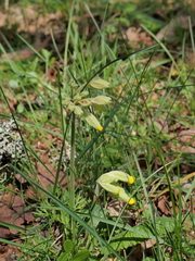 Primula veris veris