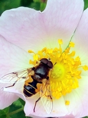 Eristalis horticola