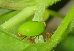 Hemisphaerius chloris