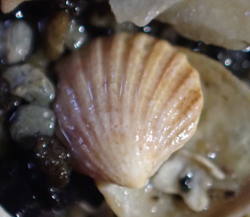 Pleuromeris zelandica, 2022-04-17